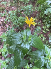 Heliopsis helianthoides