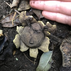 Scleroderma flavidum macrosporum