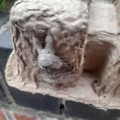 Calliteara pudibunda