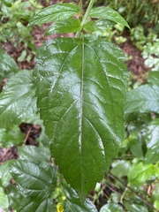 Heliopsis helianthoides