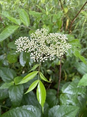 Sambucus canadensis