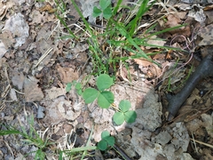 Trifolium repens