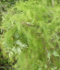 Asparagus racemosus