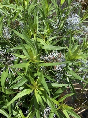 Amsonia illustris