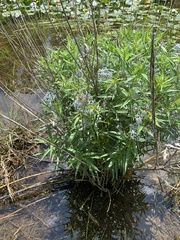 Amsonia illustris