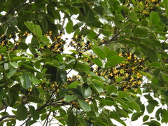 Pterocarpus marsupium