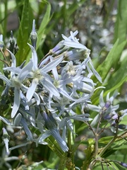 Amsonia illustris
