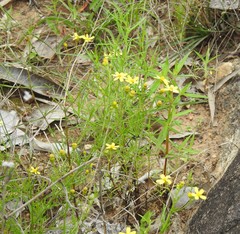 Senecio tenuifolius