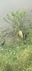 Jacana jacana hypomelaena