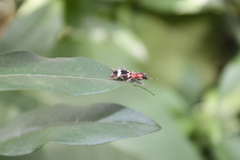 Thanasimus formicarius