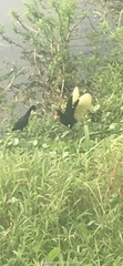 Jacana jacana hypomelaena