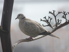 Streptopelia decaocto