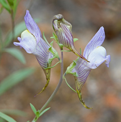 Linaria verticillata cuartanensis