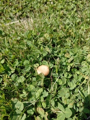 Agaricales