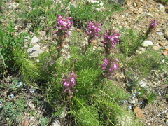 Pedicularis rubens