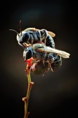 Pseudapis oxybeloides