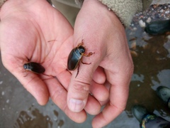 Dytiscus marginalis
