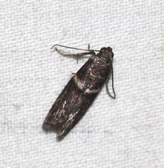 Cryptoblabes plagioleuca