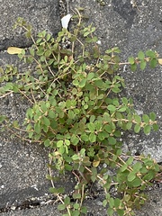 Euphorbia thymifolia