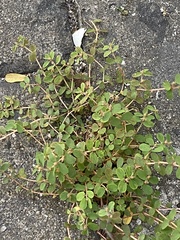 Euphorbia thymifolia
