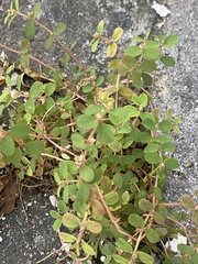Euphorbia thymifolia