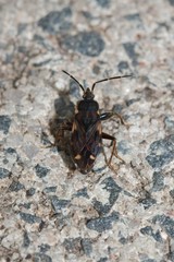 Eremocoris podagricus