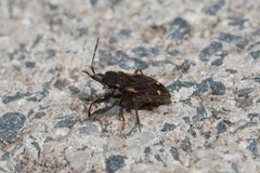 Eremocoris podagricus