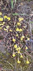 Sedum acre