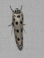 Ethmia sphaerosticha