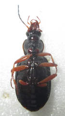 Chlaenius signatus
