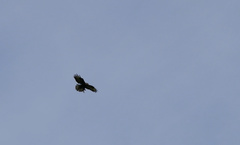 Buteo buteo