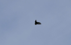 Buteo buteo