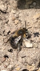 Anthophora quadrimaculata