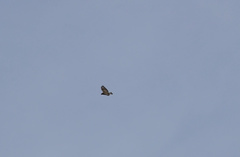 Buteo buteo