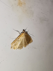 Crocidophora tuberculalis