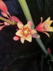 Hesperaloe parviflora