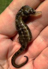 Hippocampus capensis