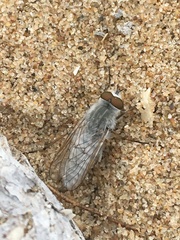 Acrosathe annulata