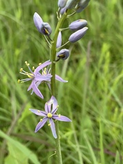 Camassia angusta