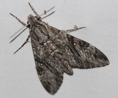 Agrius godarti