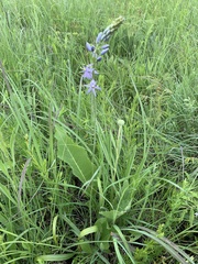 Camassia angusta