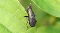 Coremacera marginata