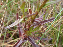 Castilleja integrifolia