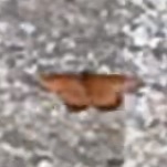 Danaus gilippus