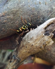 Clytus arietis