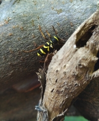 Clytus arietis