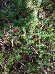 Polytrichum commune
