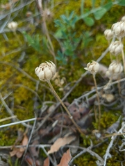 Alyssum umbellatum