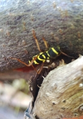 Clytus arietis