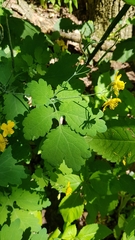 Chelidonium